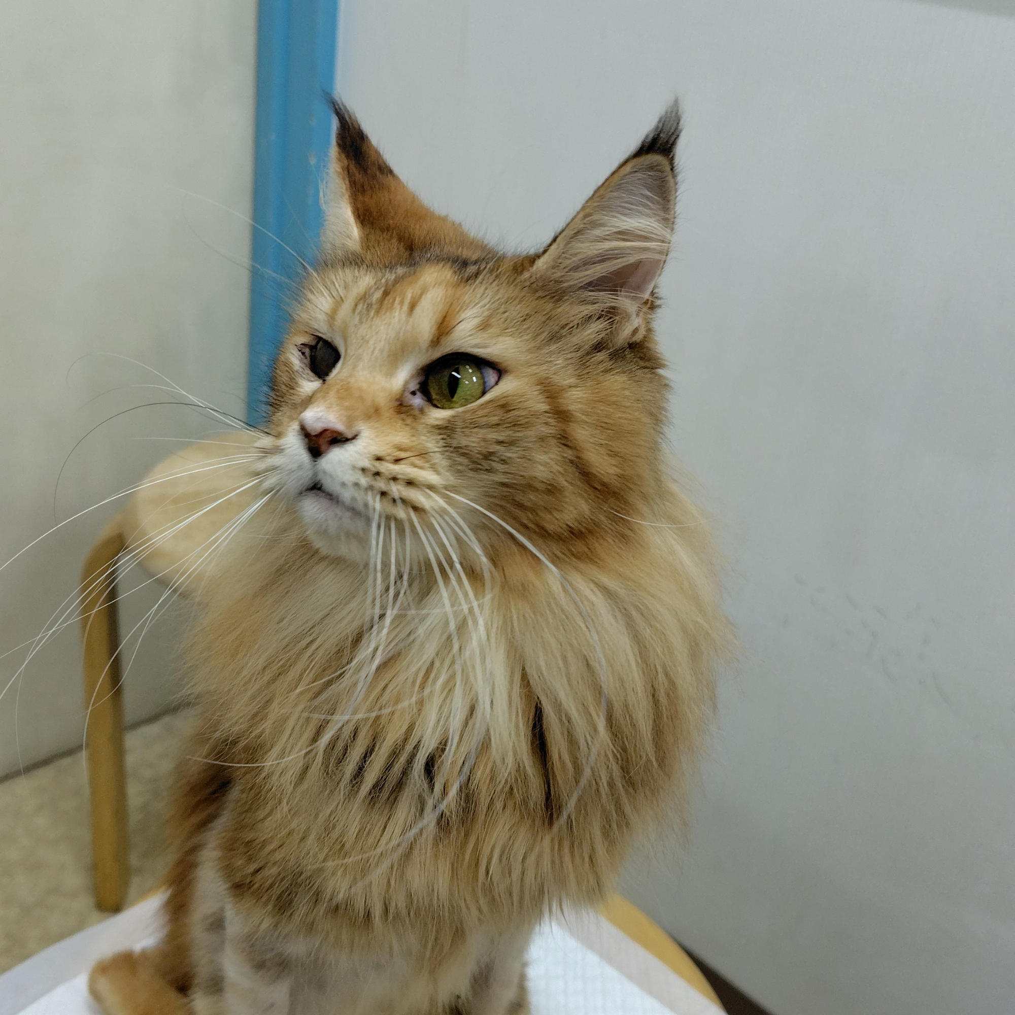 もんちゃん（♀）